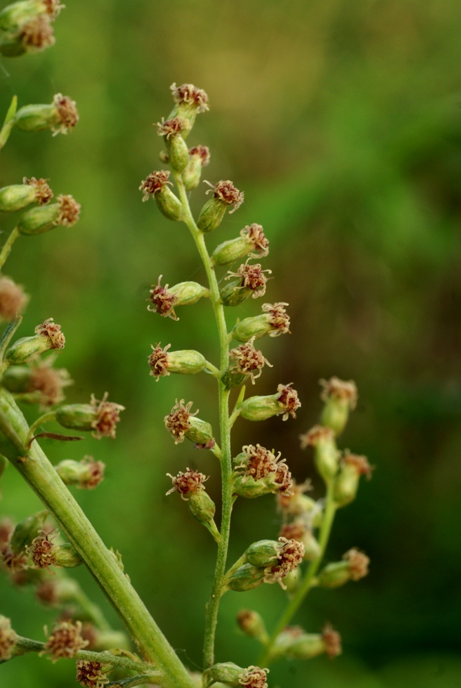 Изображение особи Artemisia selengensis.