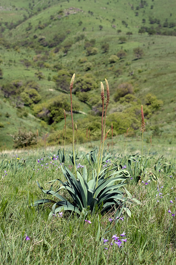 Изображение особи Eremurus regelii.