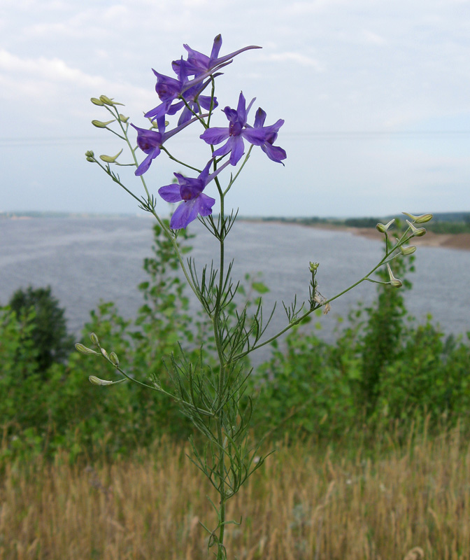 Image of Delphinium consolida specimen.