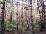Pinus sylvestris
