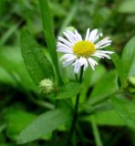 Erigeron annuus