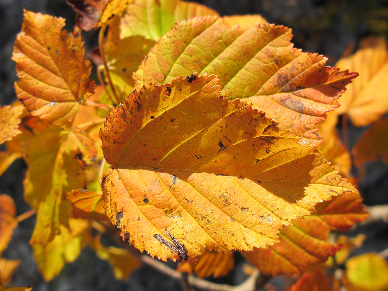 Image of Carpinus betulus specimen.