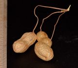 Arachis hypogaea