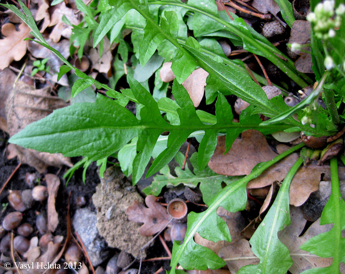 Image of Capsella bursa-pastoris specimen.