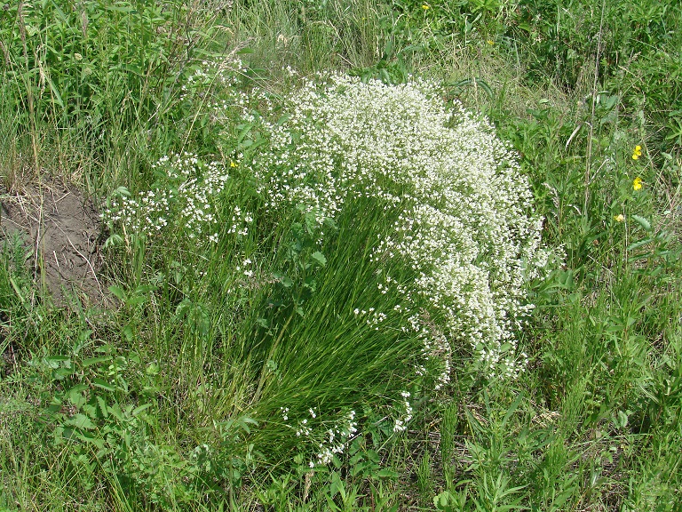 Изображение особи Eremogone saxatilis.