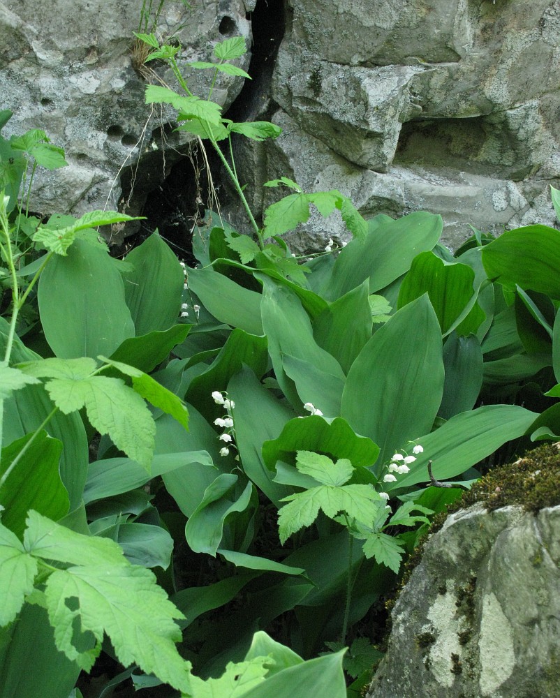 Image of Convallaria majalis specimen.