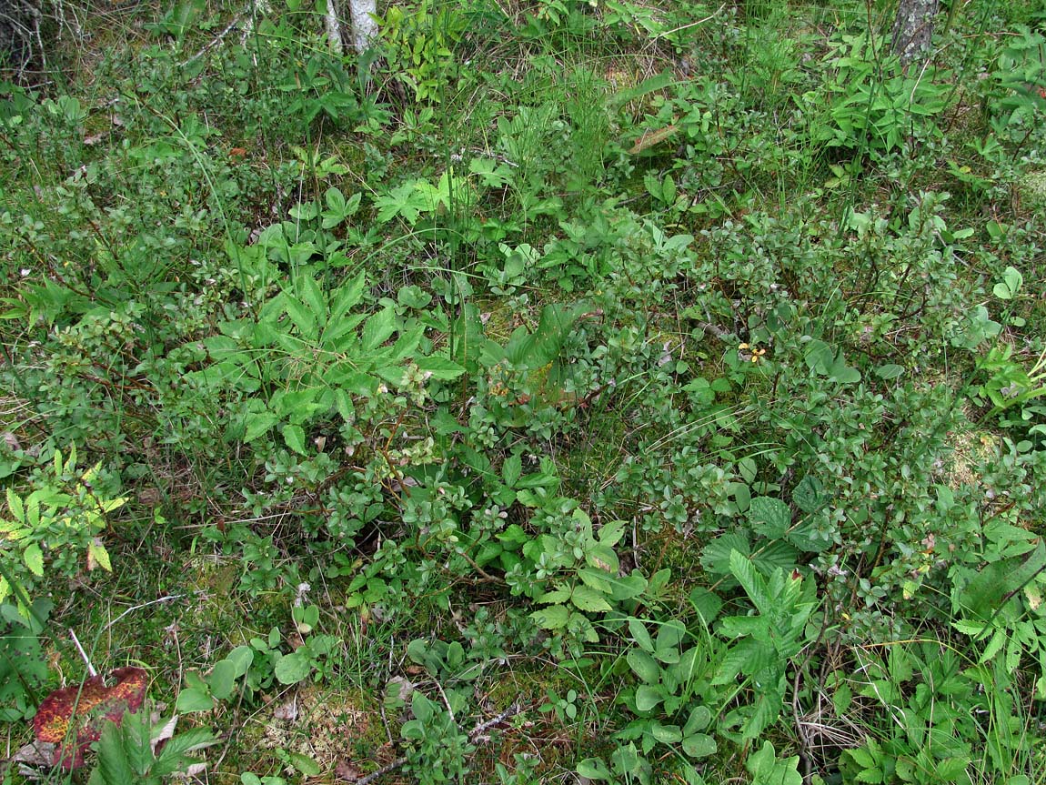 Image of Salix myrsinites specimen.