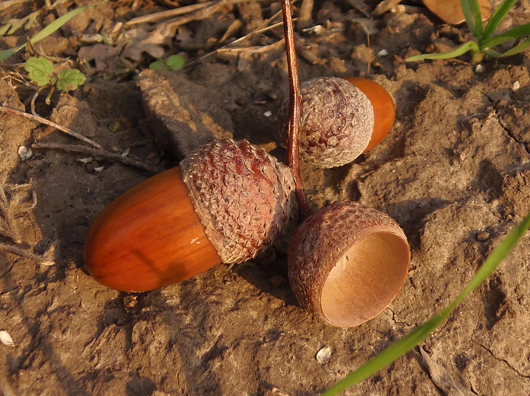 Изображение особи Quercus robur.