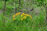 Hemerocallis middendorffii. Куртина цветущих растений. Приморский край, Уссурийский р-н, окр. с. Монакино, пойма ручья. 12.06.2011.