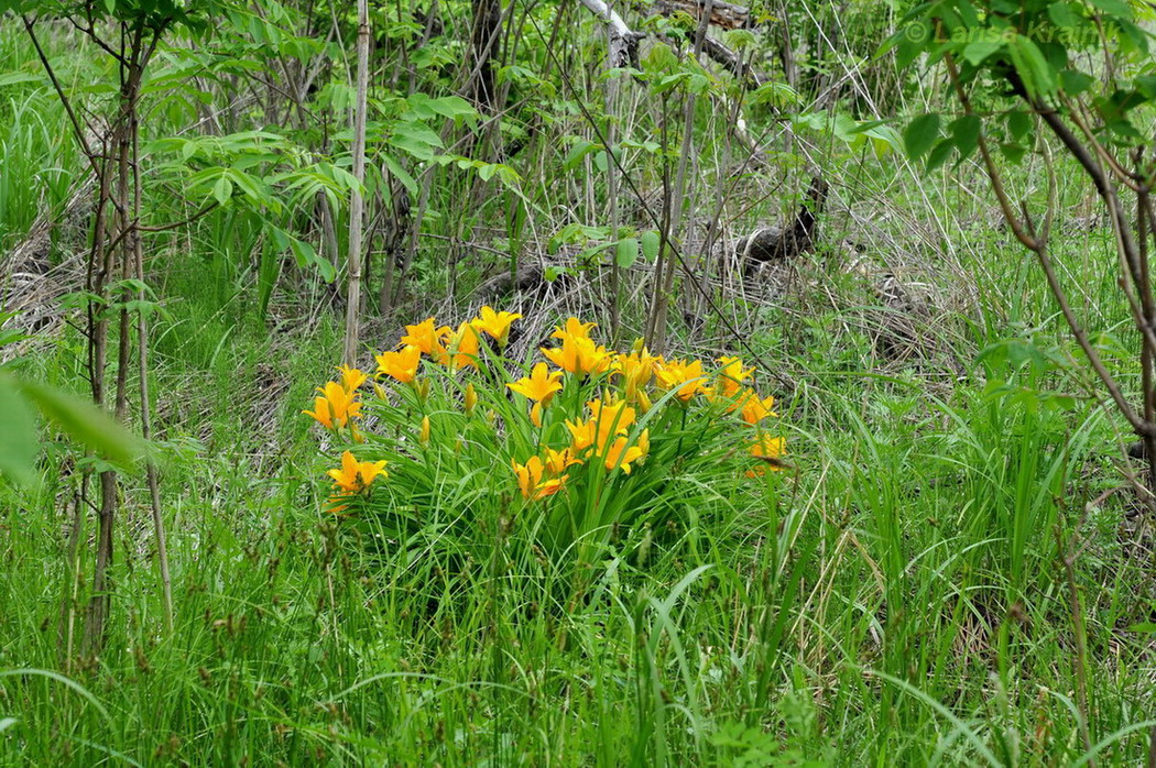 Image of Hemerocallis middendorffii specimen.