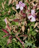 Saponaria ocymoides