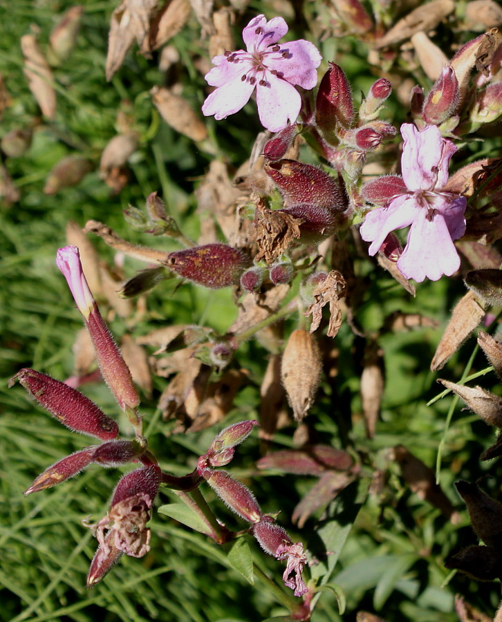 Изображение особи Saponaria ocymoides.