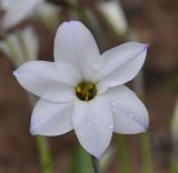 Ipheion uniflorum