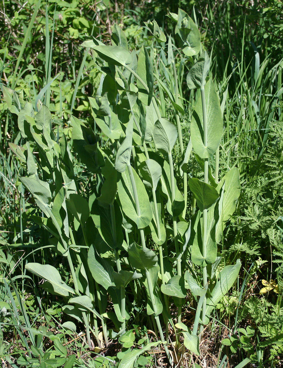 Image of Bupleurum longifolium ssp. aureum specimen.