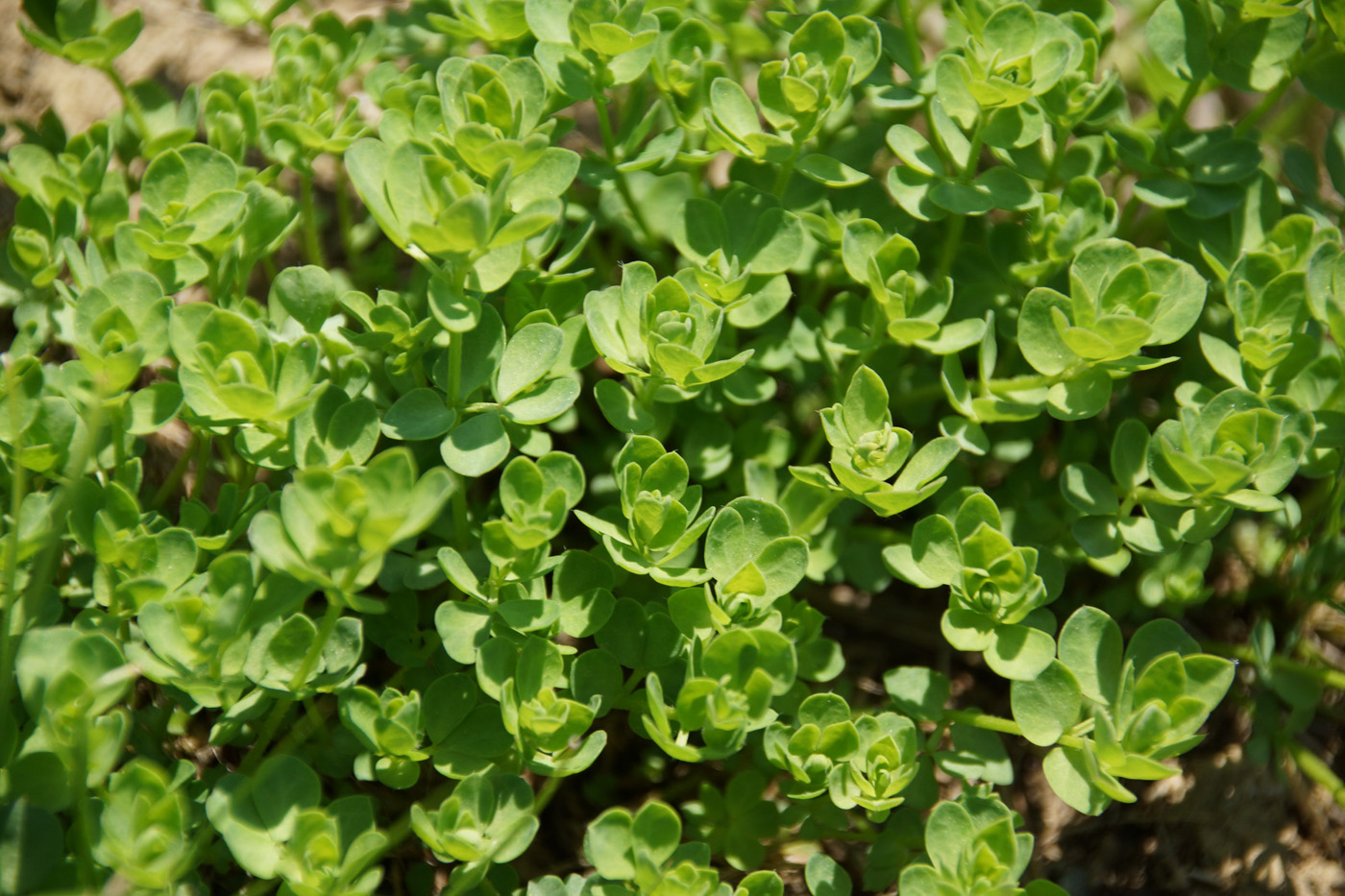 Image of familia Fabaceae specimen.