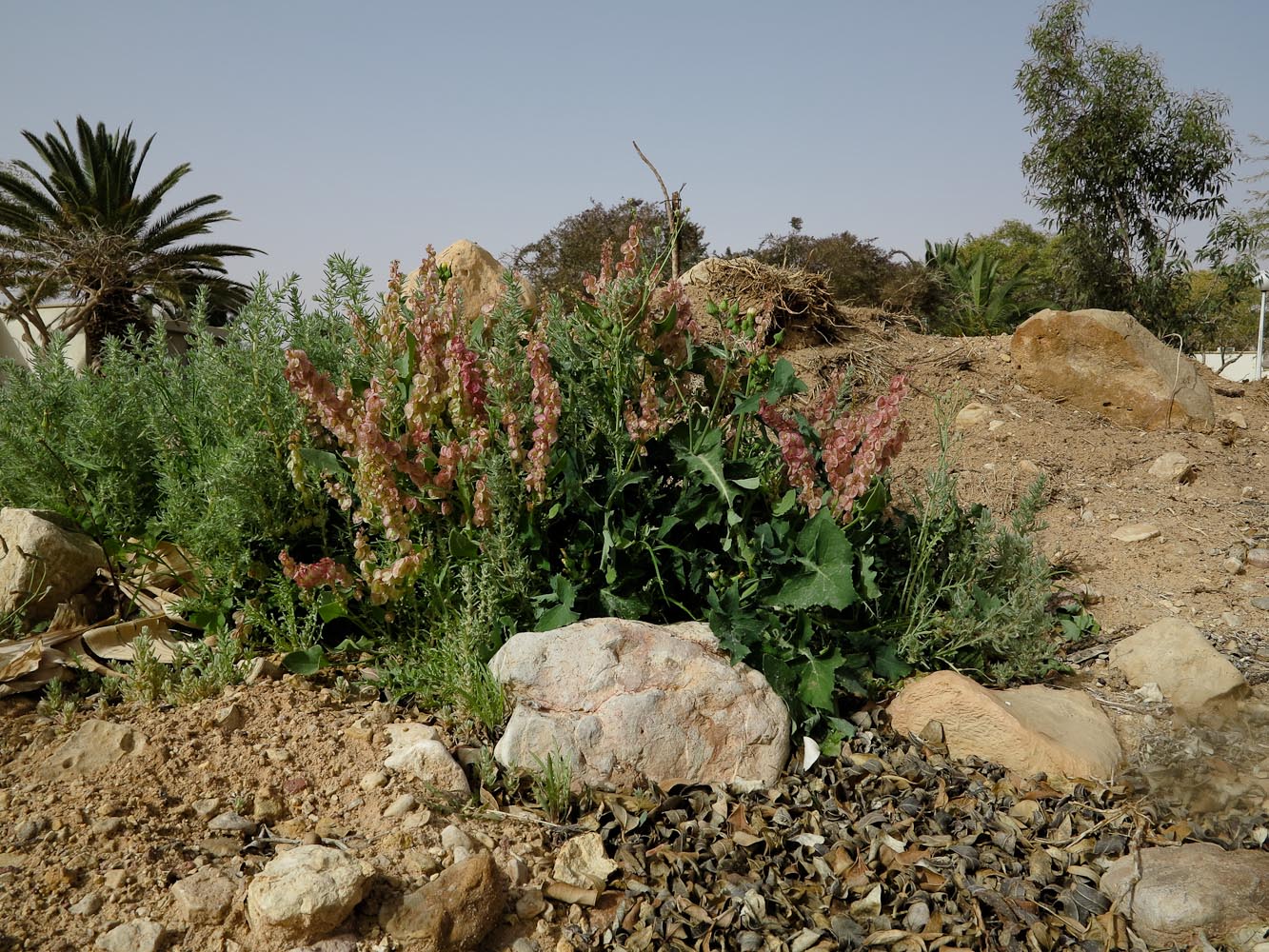 Image of Rumex vesicarius specimen.