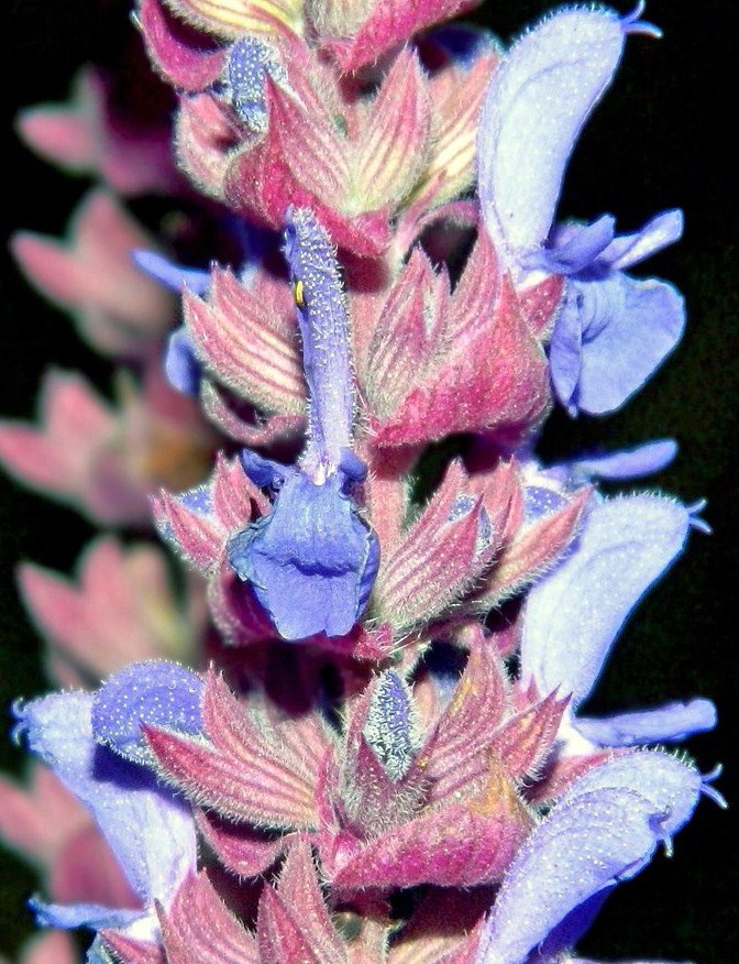Image of Salvia tesquicola specimen.