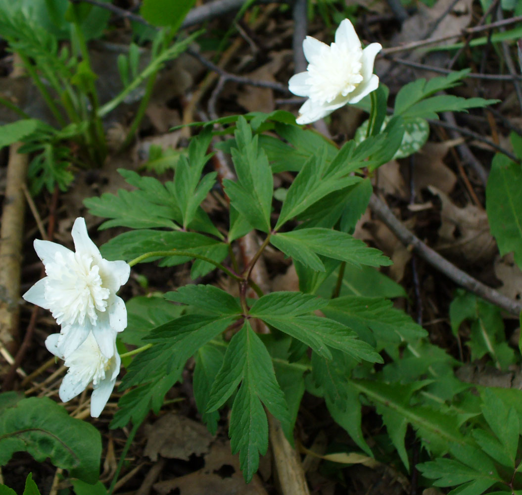 Image of Anemone nemorosa specimen.