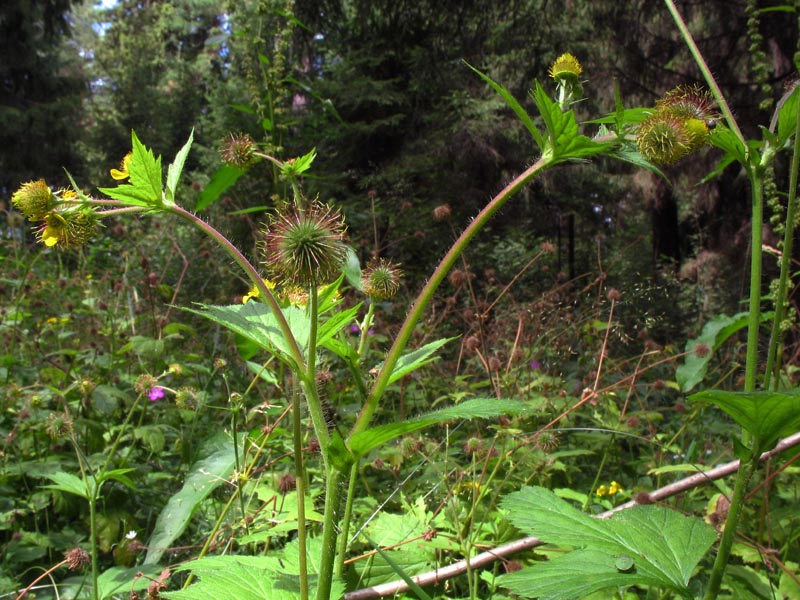 Image of Geum macrophyllum specimen.