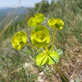 Euphorbia petrophila