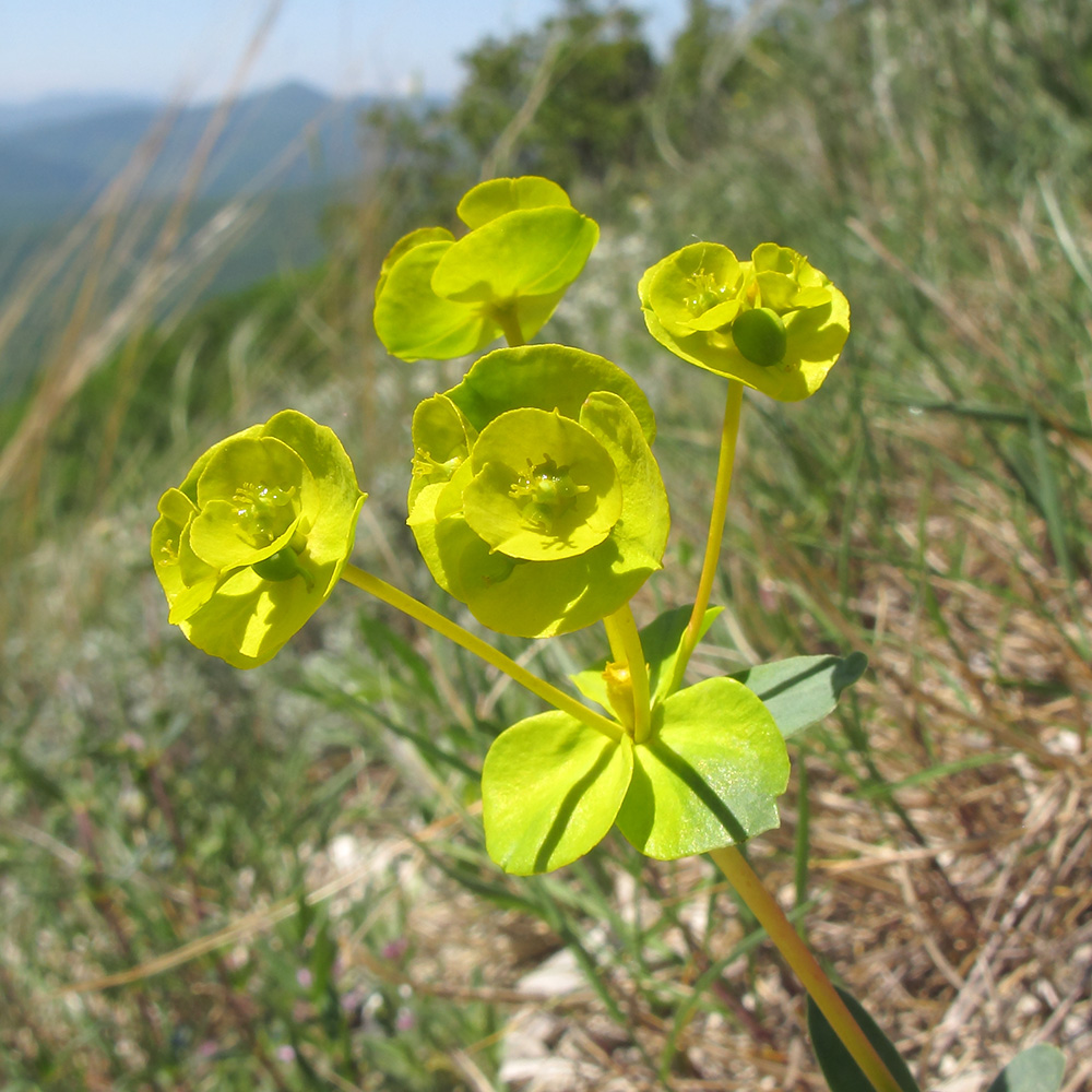 Изображение особи Euphorbia petrophila.