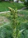 Rumex aquaticus