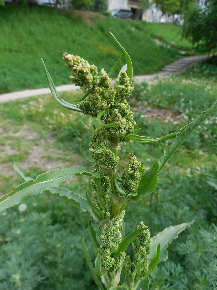 Изображение особи Rumex aquaticus.
