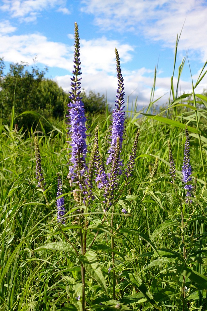 Image of Veronica longifolia specimen.