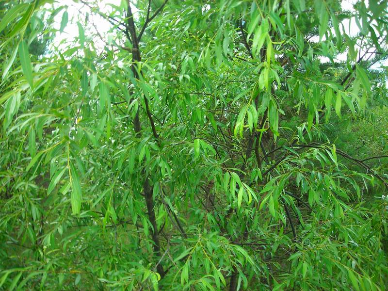 Image of Salix acutifolia specimen.