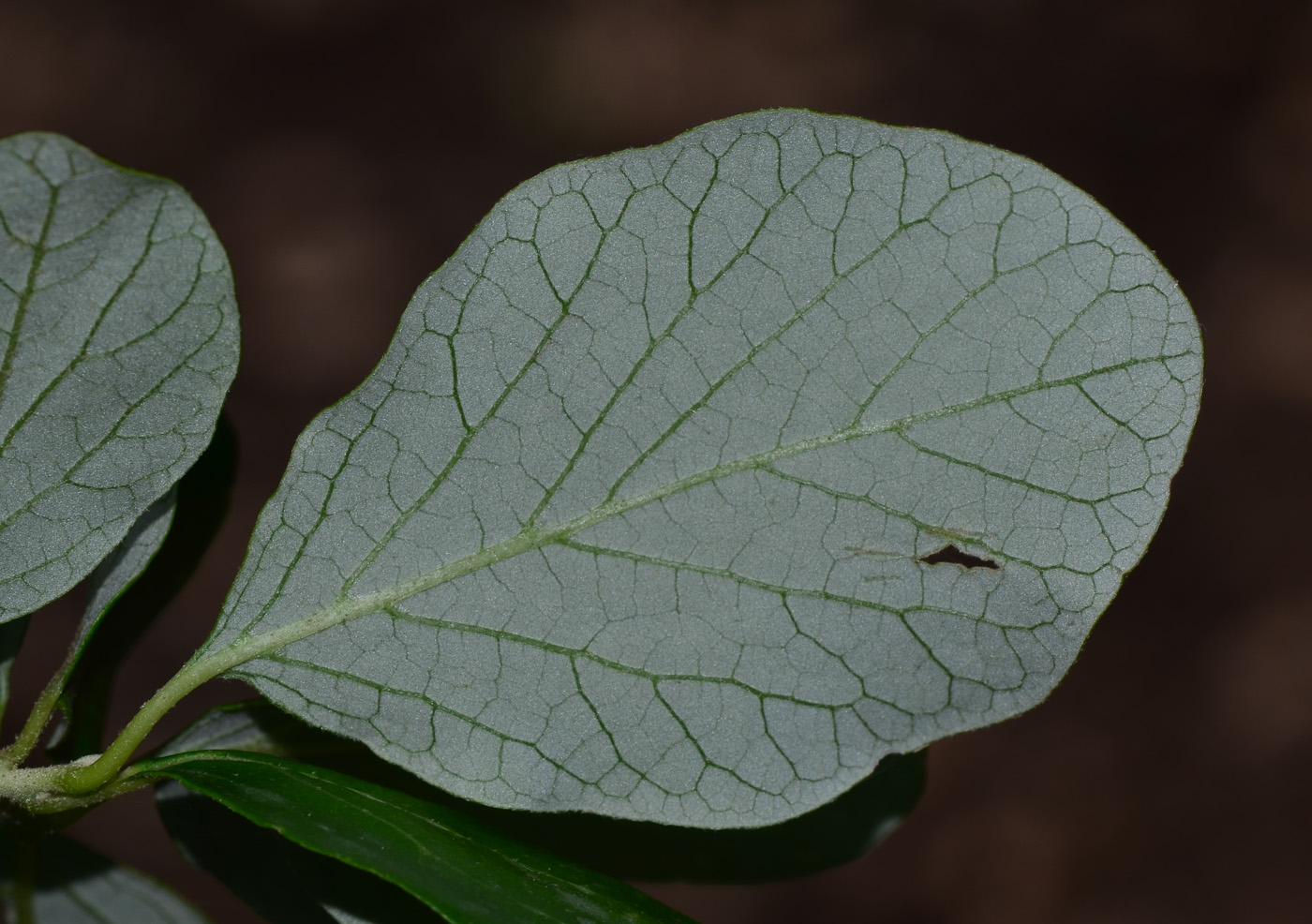 Изображение особи Styrax officinalis.