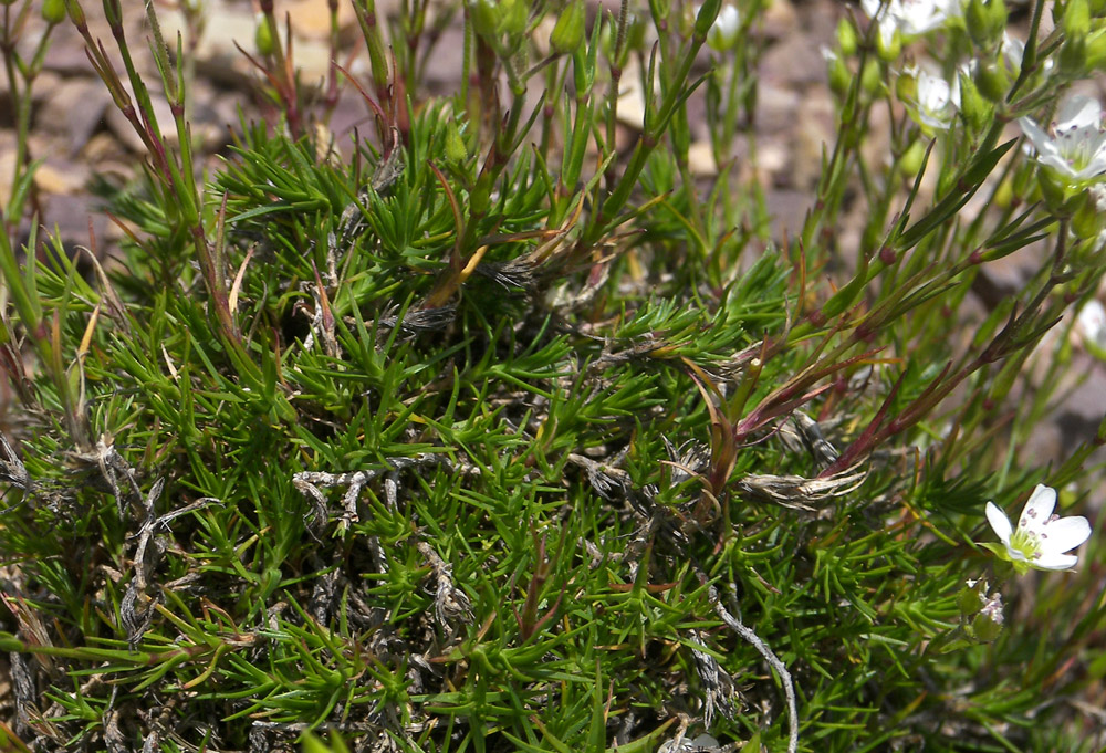 Image of Minuartia oreina specimen.