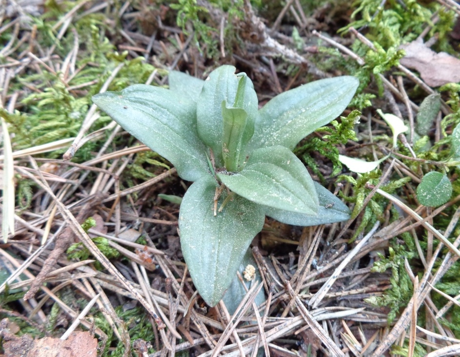 Image of Goodyera repens specimen.
