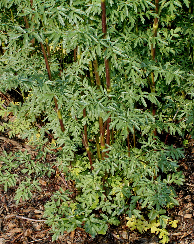 Image of genus Thalictrum specimen.