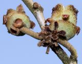 Hamamelis mollis