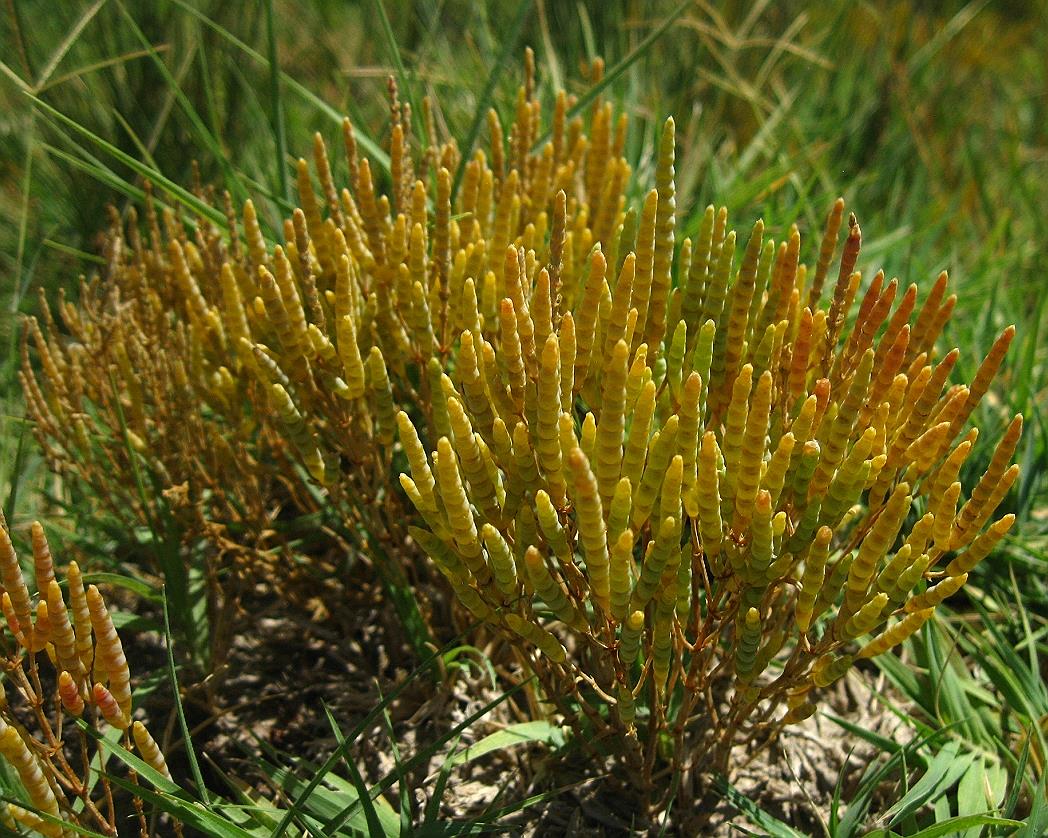 Image of Microcnemum coralloides ssp. anatolicum specimen.