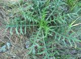 Смотреть изображение Cirsium serrulatum