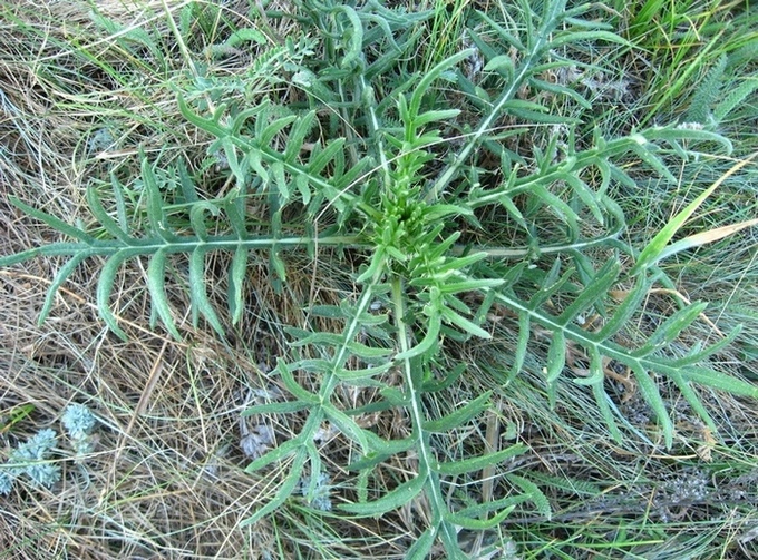 Изображение особи Cirsium serrulatum.