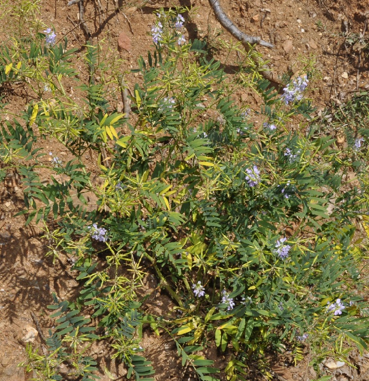 Изображение особи Galega officinalis.