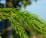 Cryptomeria japonica. Часть ветви. Республика Абхазия, Новый Афон, возле Симоно-Кананитского монастыря. Август 2014 г.