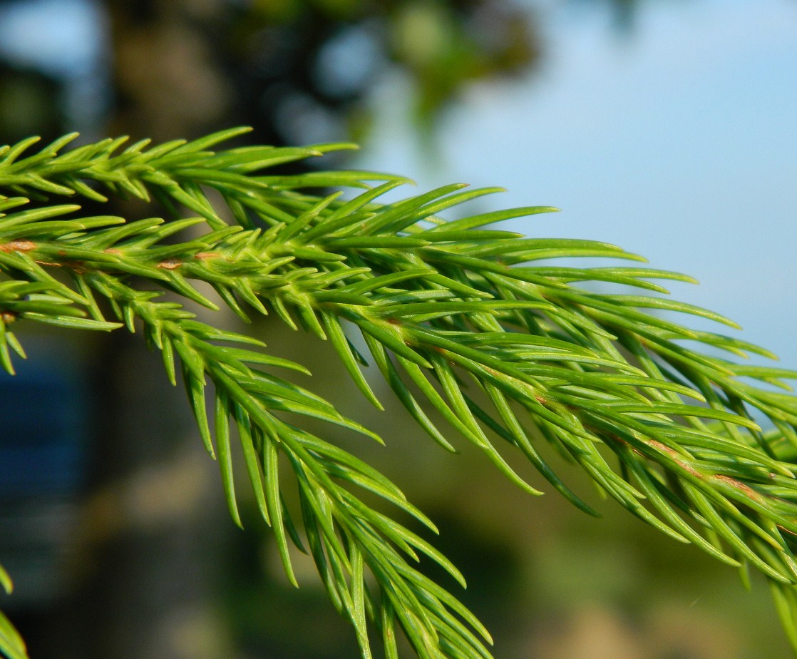 Image of Cryptomeria japonica specimen.