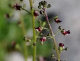 Scrophularia kiriloviana