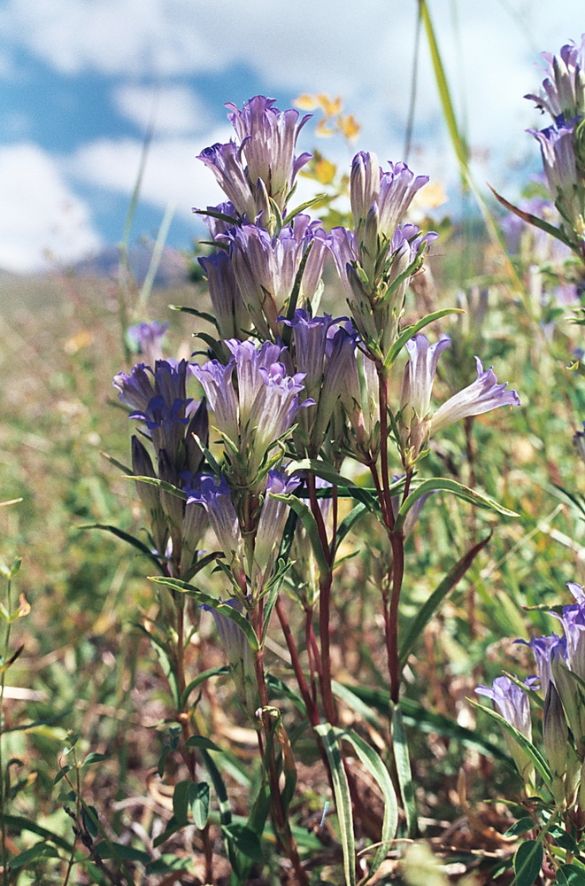 Изображение особи Gentiana kirilowii.