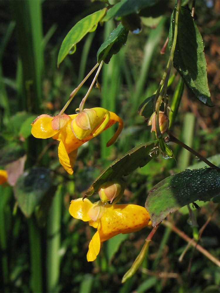 Изображение особи Impatiens capensis.