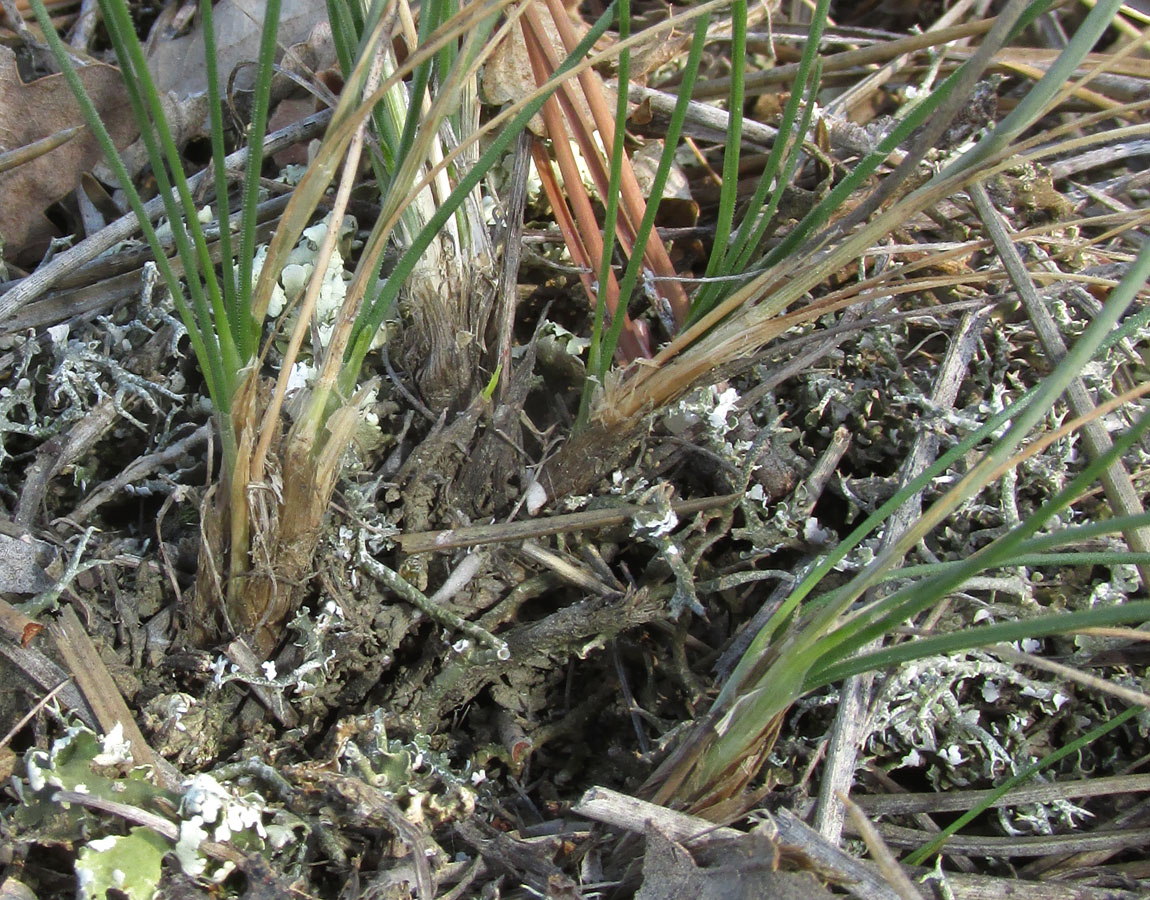 Изображение особи Allium moschatum.