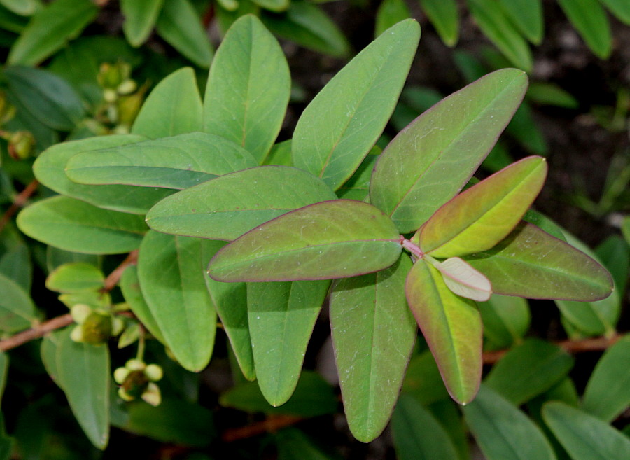 Изображение особи Hypericum hookerianum.