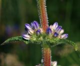 Campanula cervicaria. Средняя часть побега с пазушными соцветиями с бутонами. Московская обл., Раменский р-н, окр. ж.-д. платформы Хрипань, просека под ЛЭП. 08.07.2014.