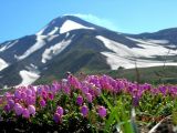 Phyllodoce caerulea. Цветущие растения. Камчатский край, Елизовский район, подножье Авачинского вулкана, каменистые склоны, горная тундра, 950 м н.у.м.