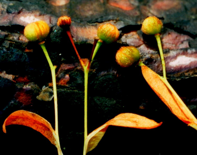 Image of Tilia nasczokinii specimen.