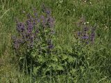 Salvia verticillata. Цветущее растение в заброшенном карьере. Белгородская обл., пос. Борисовка. 28.06.2009.