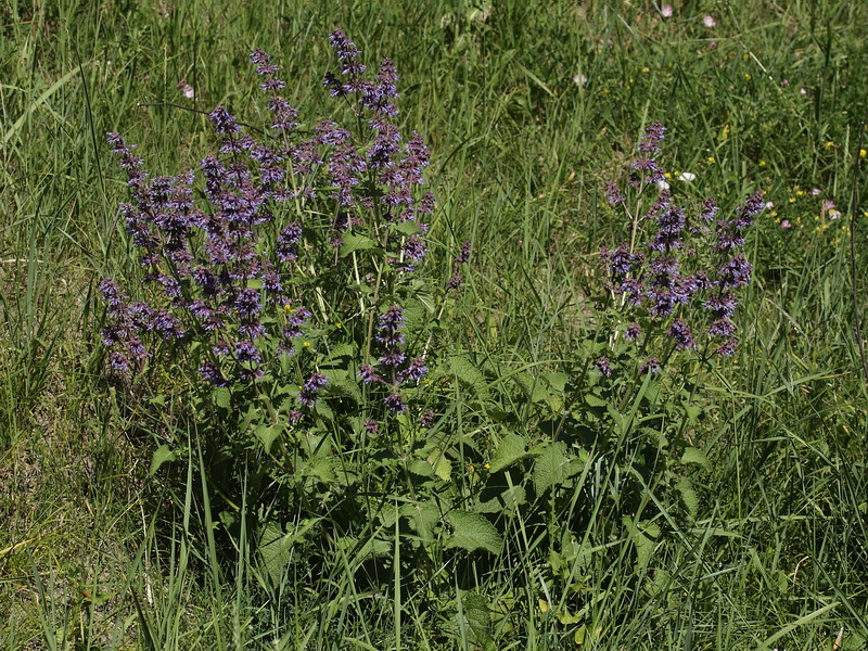 Изображение особи Salvia verticillata.